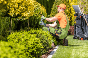 Gardener trimming hedge in a landscaped garden
