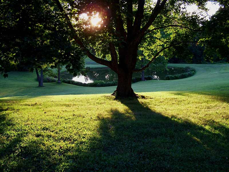 Sunlit tree casting shadows on a grassy lawn near a pond